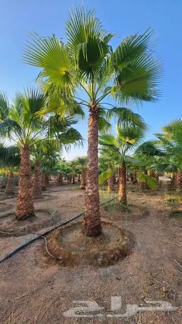 يوجد لدينا جميع انواع النخيل وجميع المقسات المختلفه المثمر و 3