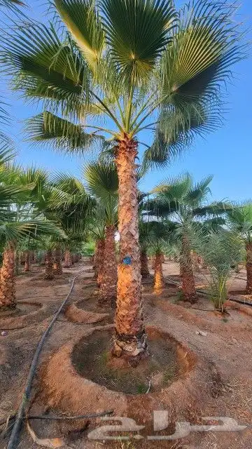 يوجد لدينا جميع انواع النخيل وجميع المقسات المختلفه المثمر و 0