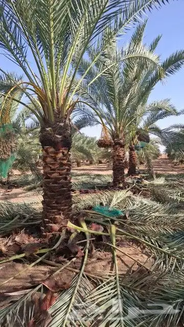 يوجد لدينا جميع انواع النخيل وجميع المقسات المختلفه المثمر و 6