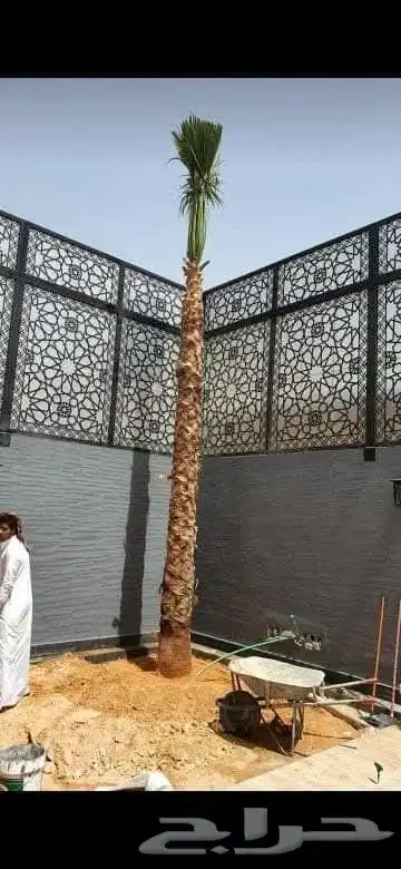 يتوفر لدينا جميع انواع النخل عربي واشنطني للبيع 4