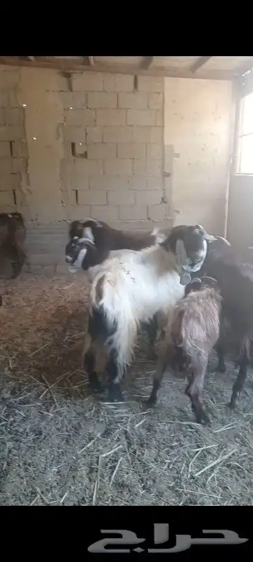 تيوس فحول مشاريك وجروم طيبه للبيع جمله ولا تفريد 1