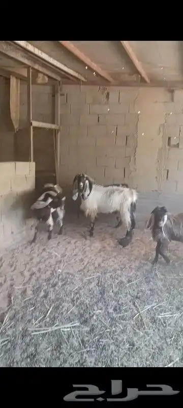 تيوس فحول مشاريك وجروم طيبه للبيع جمله ولا تفريد 4