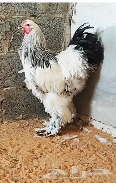 براهما كولمبي كونك صنف 0