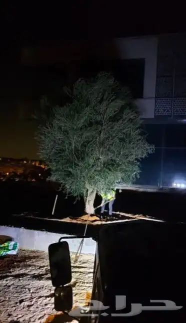 زيتون للبيع بجميع الاحجام والاعمار 0
