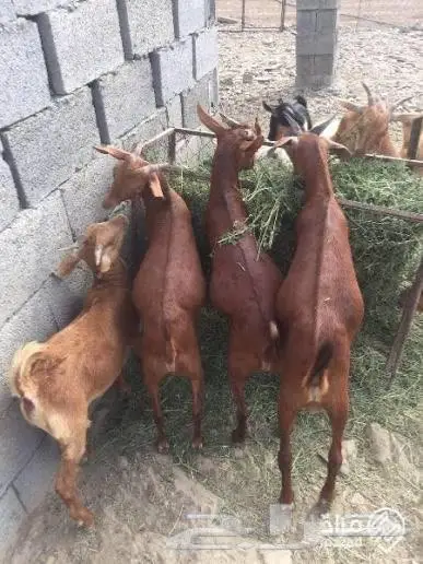 ذبائح النماص وضواحية مع خدمة السله والتوصيل 1