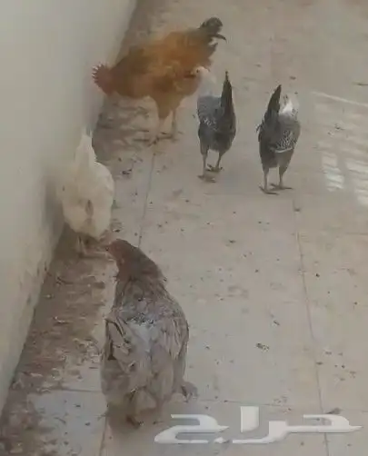 للبيع دجاج ديك باكستاني شرط بياض 0