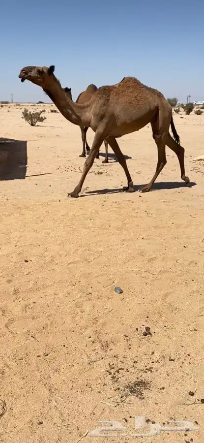 بكار 2