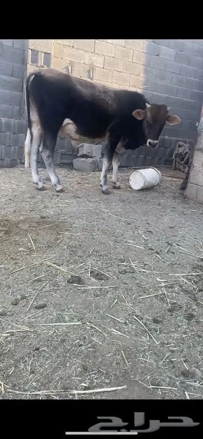 حسيل الماني 0