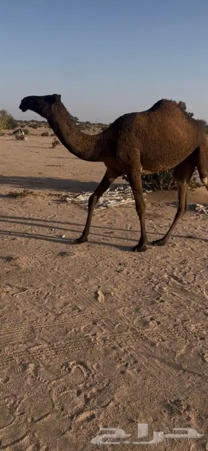 بكار 0