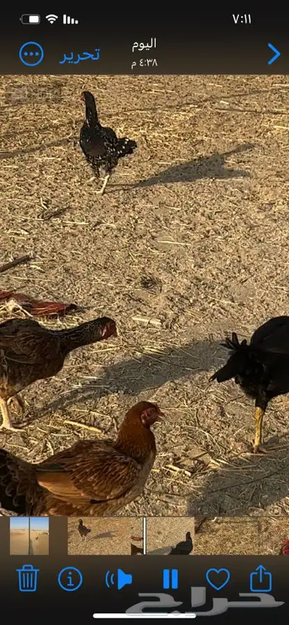 دجاج بكستاني للبيع 3