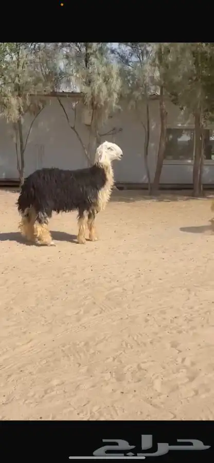 فحل نجدي فاخر 8