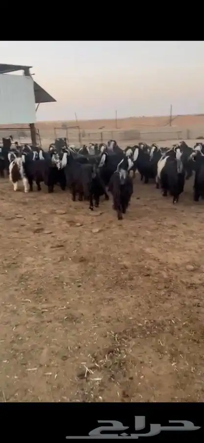 معزا عواض خوات بعض 0