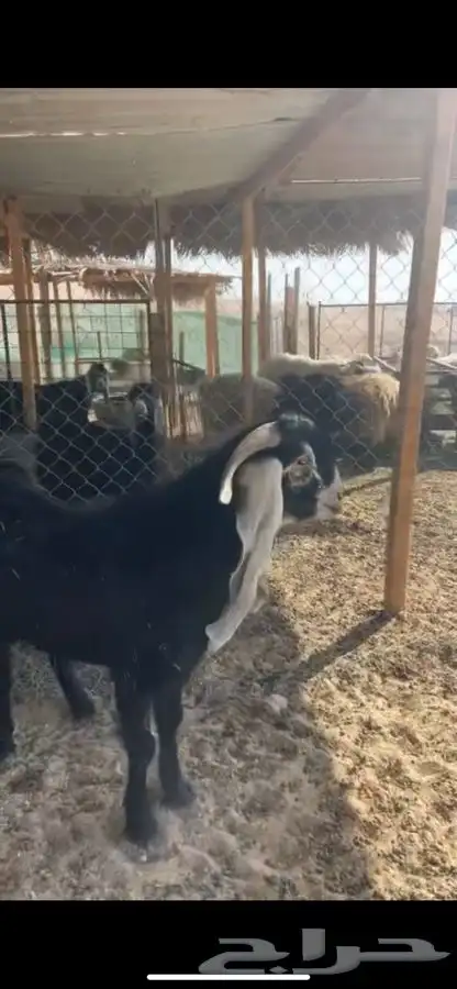 تيس عارضي رباع 0