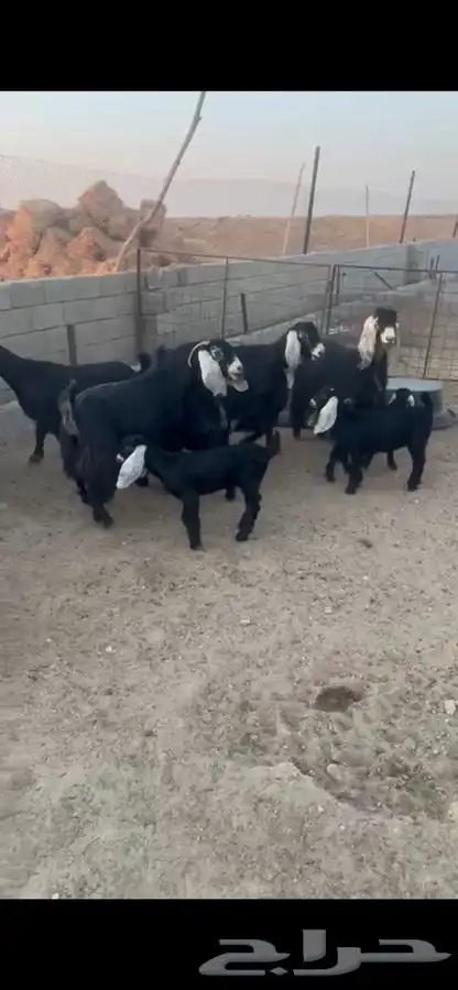 معزا عواض خوات بعض 1