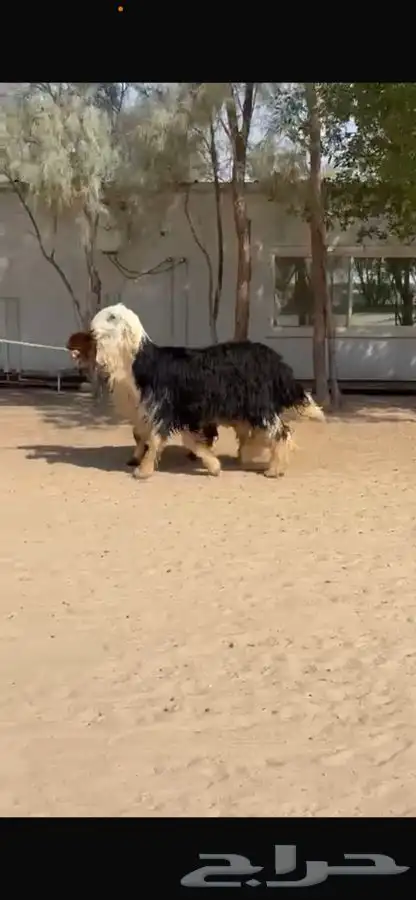 فحل نجدي فاخر 1