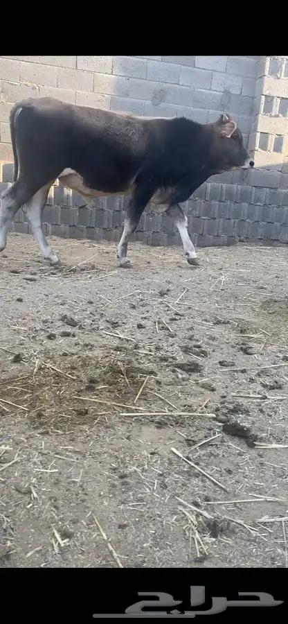 حسيل الماني 1