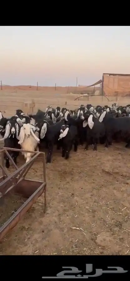 معزا عواض خوات بعض 4