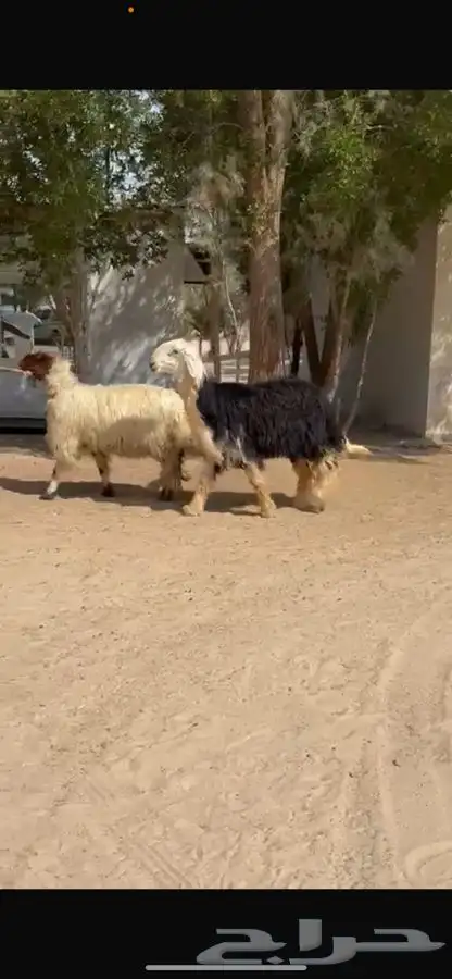 فحل نجدي فاخر 2