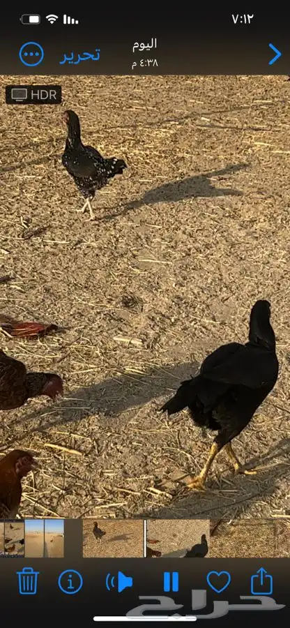 دجاج بكستاني للبيع 2