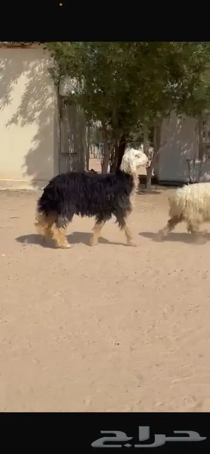 فحل نجدي فاخر 4