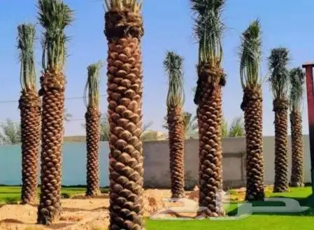 يوجد لدينا جميع انواع النخيل وجميع المقسات المختلفه المثمر و 1