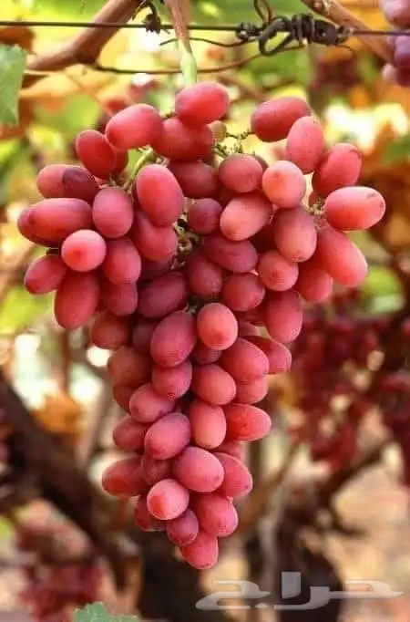 تقليم اشجار الفواكه 1