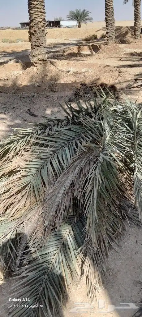 جريد نخل 3
