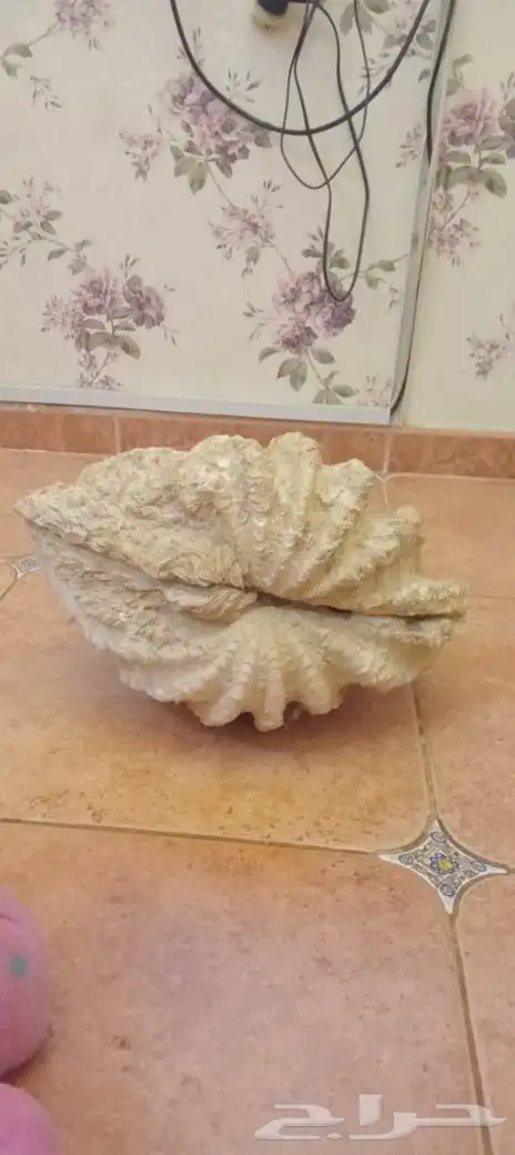 صدفه بحريه معمره 0