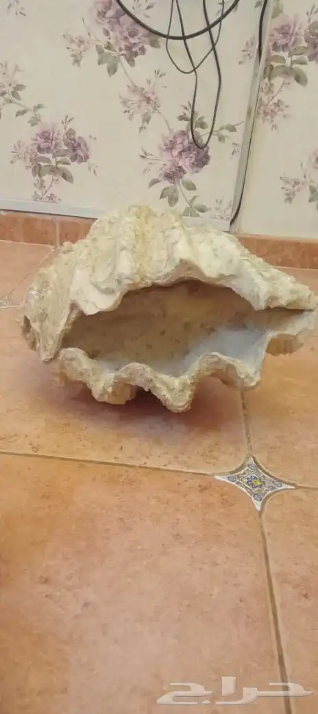 صدفه بحريه معمره 1