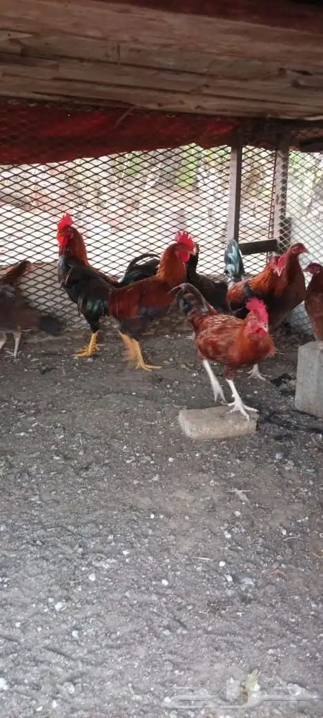 دجاج بلدي 2