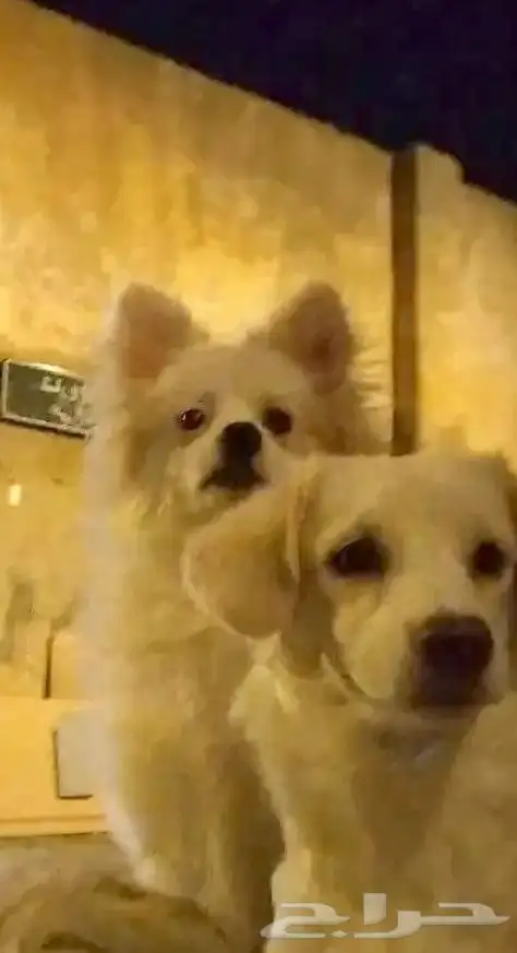 كلب بومرينيان راح الله يبارك للي شراه 10