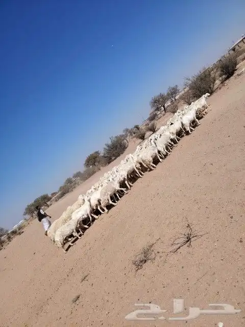 غنم حريه حرش مراح وحد قطعه وحده العداد 100ازين يااهل ازين ال 1