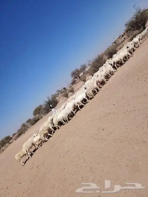 غنم حريه حرش مراح وحد قطعه وحده العداد 100ازين يااهل ازين ال 2