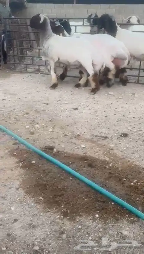 جدعان نعيم صنف للبيع 7