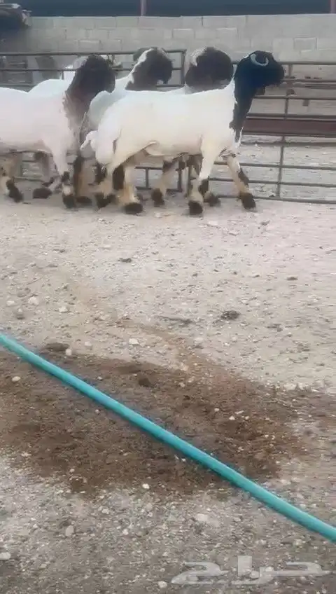 جدعان نعيم صنف للبيع 4