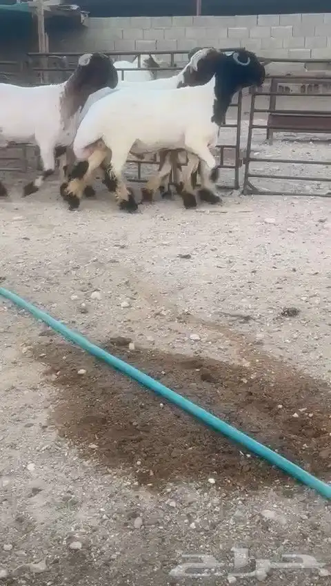 جدعان نعيم صنف للبيع 3