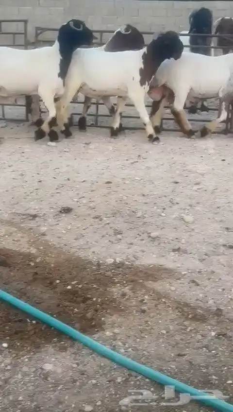 جدعان نعيم صنف للبيع 6