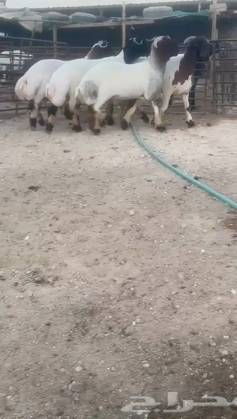 جدعان نعيم صنف للبيع 1