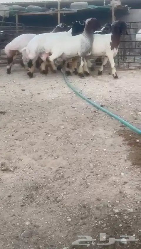 جدعان نعيم صنف للبيع 0