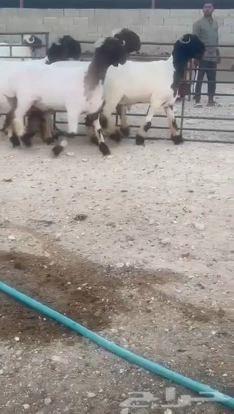 جدعان نعيم صنف للبيع 5