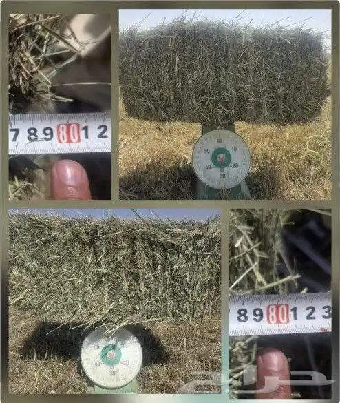 السلام عليكم ورحمة الله وبركاته مساءك الله بالخير 0