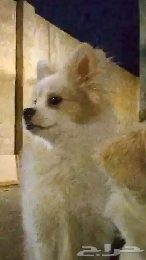 كلب بومرينيان راح الله يبارك للي شراه 1