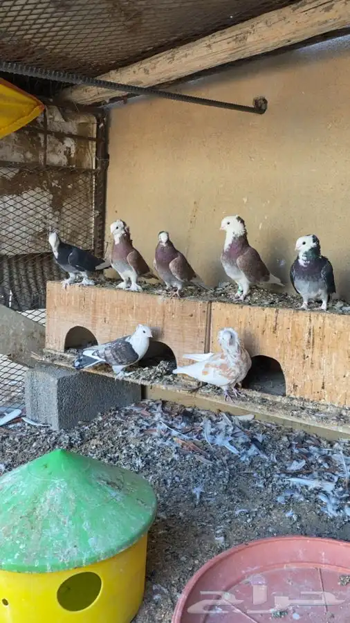 حمام قطايف سليم من الامراض 1