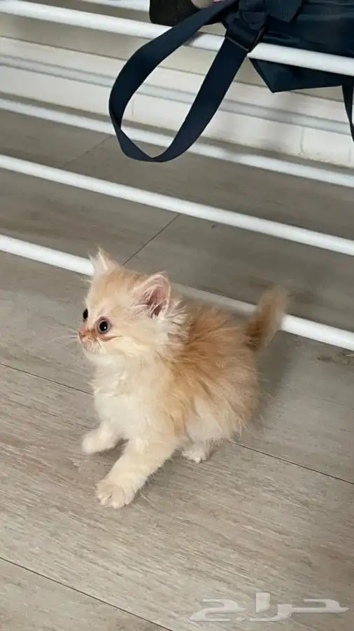 قطه همالايا للبيع 2