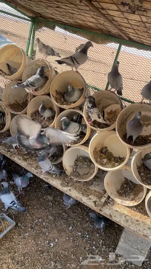 حمام زاجل العدد تقريبا 15 جوز او يزود 1