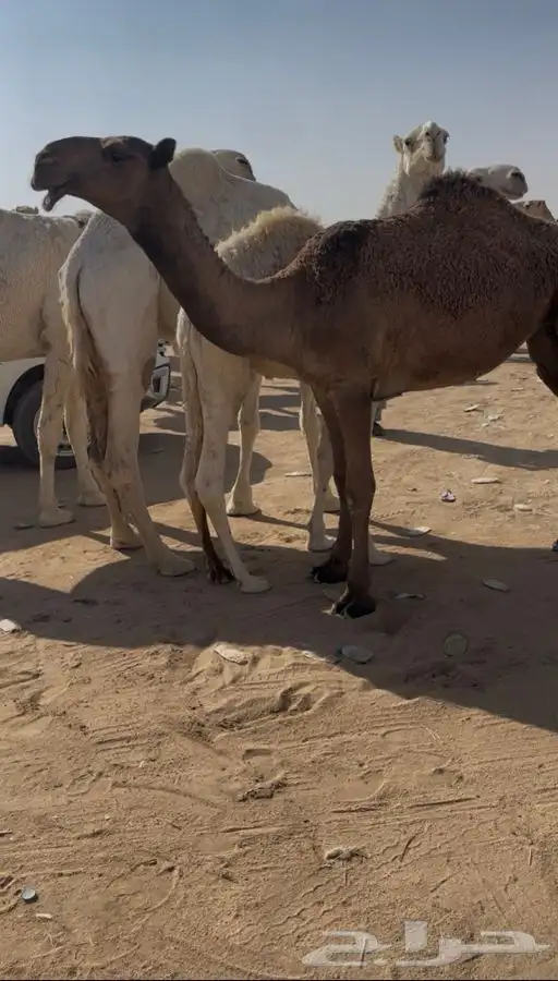 بكار 1
