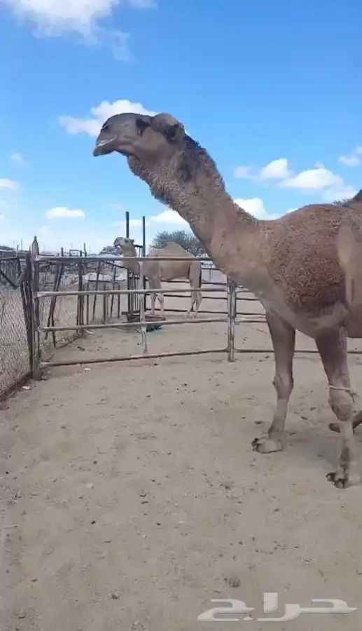 جمل لبيع مشروط من جميع العيون ضراب عشار وطبعه هدي 4