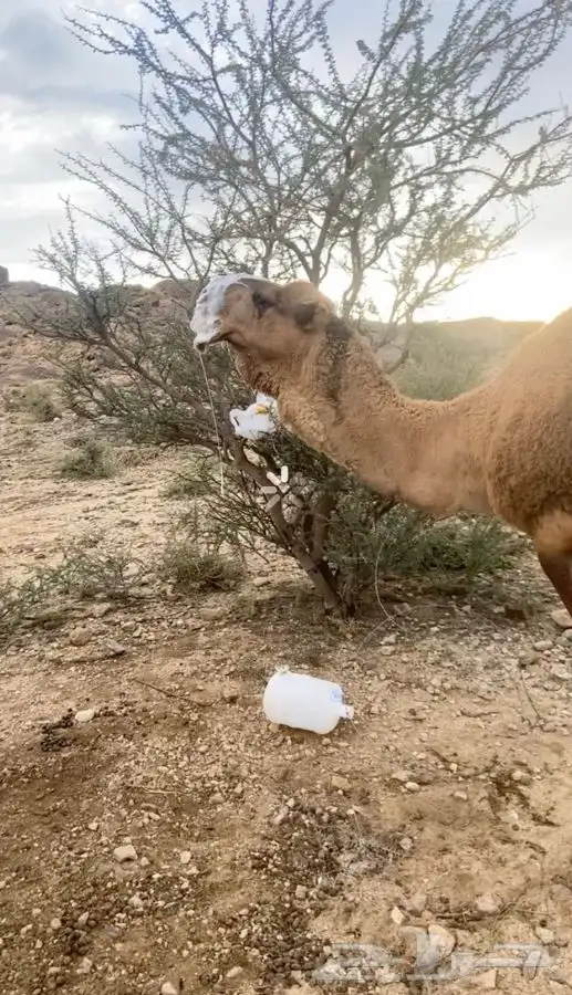 جمل لبيع مشروط من جميع العيون ضراب عشار وطبعه هدي 0