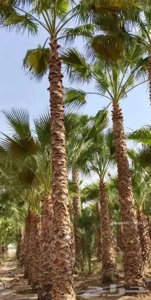 نخيل للبيع 0