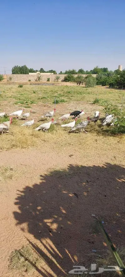 دجاج رومي 0